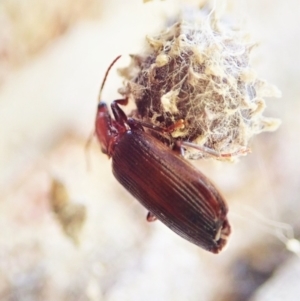 Carabidae sp. (family) at Cook, ACT - 14 Feb 2022