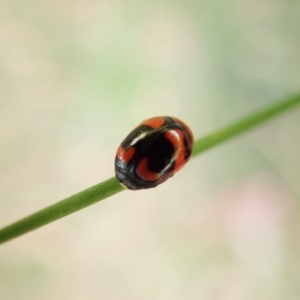 Ditropidus pulchellus at Cook, ACT - 13 Feb 2022