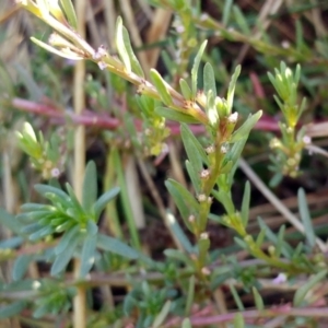 Lythrum hyssopifolia at Molonglo Valley, ACT - 14 Feb 2022 08:25 AM