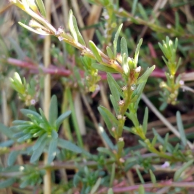 Lythrum hyssopifolia (Small Loosestrife) at The Pinnacle - 13 Feb 2022 by sangio7