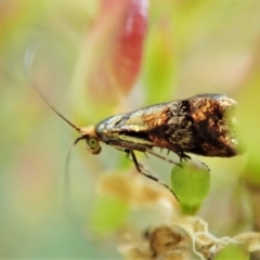 Nemophora sparsella at Molonglo Valley, ACT - 11 Feb 2022