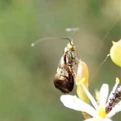 Nemophora sparsella at Molonglo Valley, ACT - 11 Feb 2022