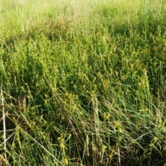 Cyperus sphaeroideus (Scented Sedge) at The Pinnacle - 13 Feb 2022 by sangio7