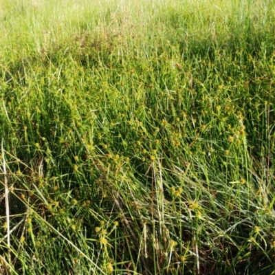 Cyperus sphaeroideus (Scented Sedge) at Molonglo Valley, ACT - 13 Feb 2022 by sangio7