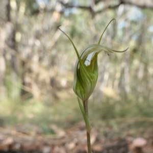 Diplodium ampliatum at Yass River, NSW - 14 Feb 2022