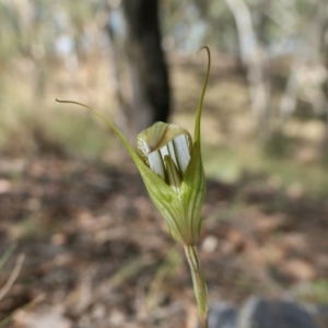 Diplodium ampliatum at Yass River, NSW - 14 Feb 2022