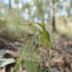 Diplodium ampliatum at Yass River, NSW - 14 Feb 2022