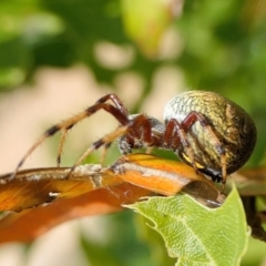 Salsa fuliginata (Sooty Orb-weaver) at Yass River, NSW - 14 Feb 2022 by SenexRugosus