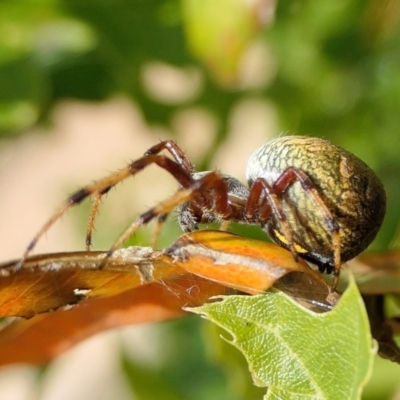 Salsa fuliginata (Sooty Orb-weaver) at Yass River, NSW - 14 Feb 2022 by SenexRugosus