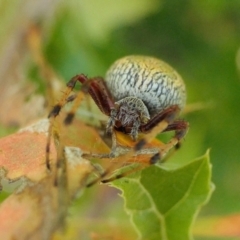 Salsa fuliginata at Yass River, NSW - 14 Feb 2022