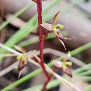 Acianthus exsertus at Paddys River, ACT - suppressed