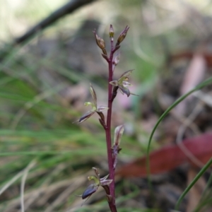 Acianthus exsertus at Paddys River, ACT - suppressed