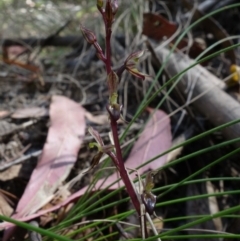 Acianthus exsertus at Paddys River, ACT - suppressed