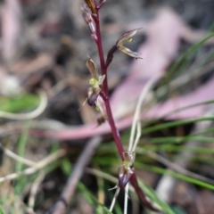 Acianthus exsertus at Paddys River, ACT - suppressed