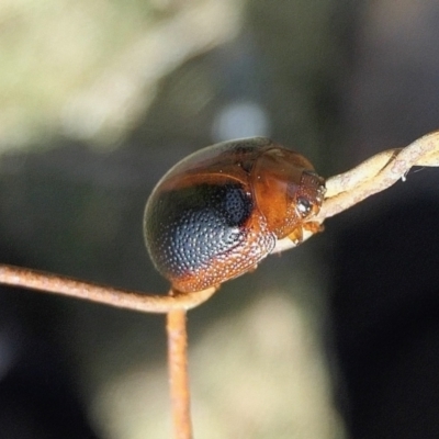 Dicranosterna immaculata (Acacia leaf beetle) at Rugosa - 14 Feb 2022 by SenexRugosus
