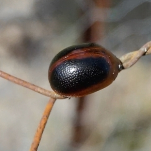 Dicranosterna immaculata at Yass River, NSW - 14 Feb 2022