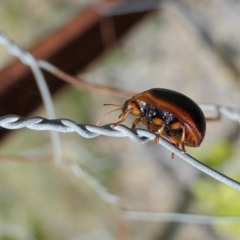 Dicranosterna immaculata at Yass River, NSW - 14 Feb 2022