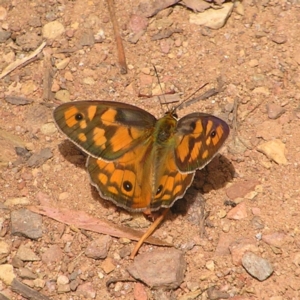 Heteronympha penelope at Cotter River, ACT - 13 Feb 2022