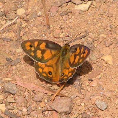 Heteronympha penelope (Shouldered Brown) at Cotter River, ACT - 13 Feb 2022 by MatthewFrawley