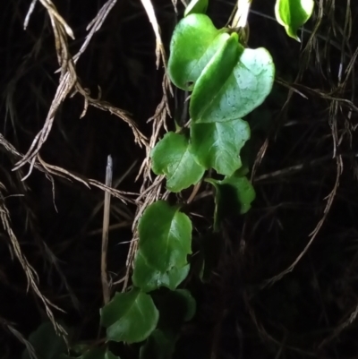 Anredera cordifolia (Madeira Vine) at Paddys River, ACT - 14 Feb 2022 by MichaelBedingfield