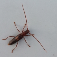 Epithora dorsalis (Longicorn Beetle) at Tharwa, ACT - 14 Feb 2022 by MichaelBedingfield