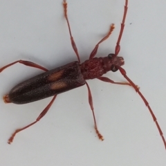 Epithora dorsalis at Tharwa, ACT - 14 Feb 2022 07:38 PM