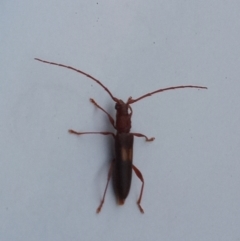 Epithora dorsalis at Tharwa, ACT - 14 Feb 2022 07:38 PM