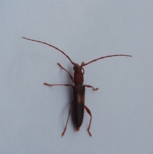 Epithora dorsalis at Tharwa, ACT - 14 Feb 2022 07:38 PM