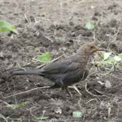 Turdus merula (Eurasian Blackbird) at Numeralla, NSW - 12 Feb 2022 by Steve_Bok