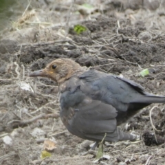 Turdus merula at Numeralla, NSW - 12 Feb 2022