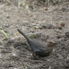 Turdus merula at Numeralla, NSW - 12 Feb 2022