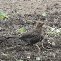 Turdus merula at Numeralla, NSW - 12 Feb 2022