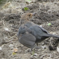 Turdus merula at Numeralla, NSW - 12 Feb 2022