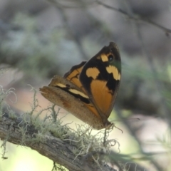 Heteronympha merope (Common Brown Butterfly) at Kybeyan State Conservation Area - 13 Feb 2022 by SteveBorkowskis