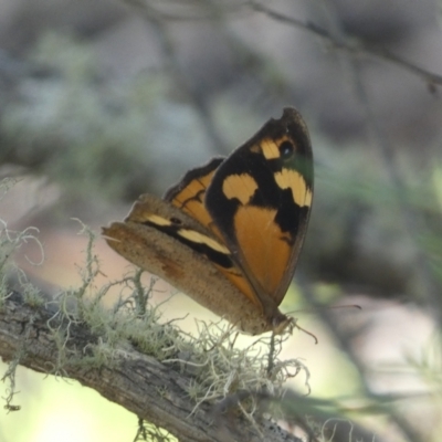 Heteronympha merope (Common Brown Butterfly) at Kybeyan State Conservation Area - 13 Feb 2022 by SteveBorkowskis