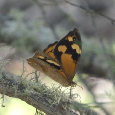 Heteronympha merope (Common Brown Butterfly) at Kybeyan State Conservation Area - 12 Feb 2022 by Steve_Bok