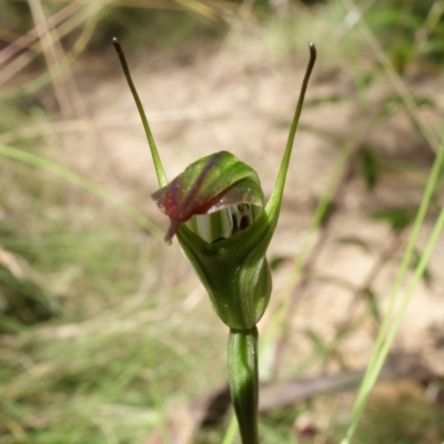 Diplodium atrans (Dark-tip greenhood) at Paddys River, ACT - 14 Feb 2022 by RobG1