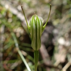 Diplodium atrans at Paddys River, ACT - 14 Feb 2022