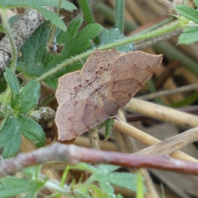Rhinodia rostraria (Necklace Geometrid) at Kowen, ACT - 14 Feb 2022 by SteveBorkowskis