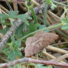 Rhinodia rostraria at Kowen, ACT - 14 Feb 2022