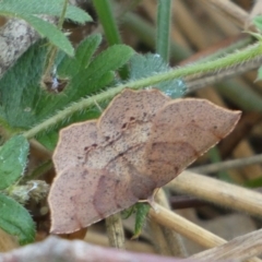 Rhinodia rostraria at Kowen, ACT - 14 Feb 2022 04:50 PM