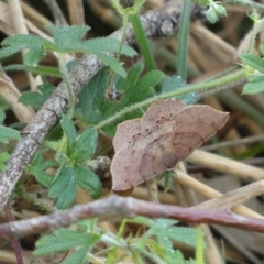 Rhinodia rostraria at Kowen, ACT - 14 Feb 2022