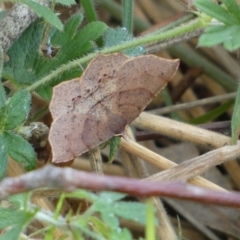 Rhinodia rostraria at Kowen, ACT - 14 Feb 2022 04:50 PM