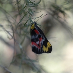 Delias harpalyce (Imperial Jezebel) at Kowen, ACT - 14 Feb 2022 by Steve_Bok