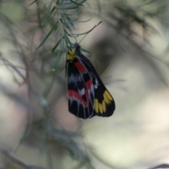 Delias harpalyce at Kowen, ACT - 14 Feb 2022 04:52 PM