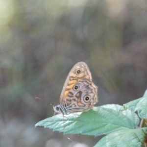 Geitoneura acantha at Kowen, ACT - 14 Feb 2022