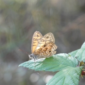 Geitoneura acantha at Kowen, ACT - 14 Feb 2022