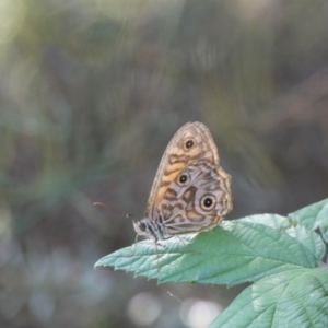 Geitoneura acantha at Kowen, ACT - 14 Feb 2022