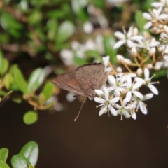 Paralucia pyrodiscus (Fiery Copper) at Mongarlowe River - 14 Feb 2022 by LisaH