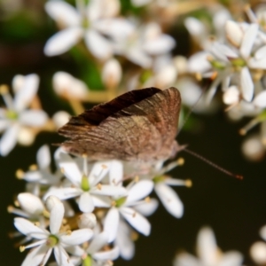 Paralucia pyrodiscus at Mongarlowe, NSW - 14 Feb 2022